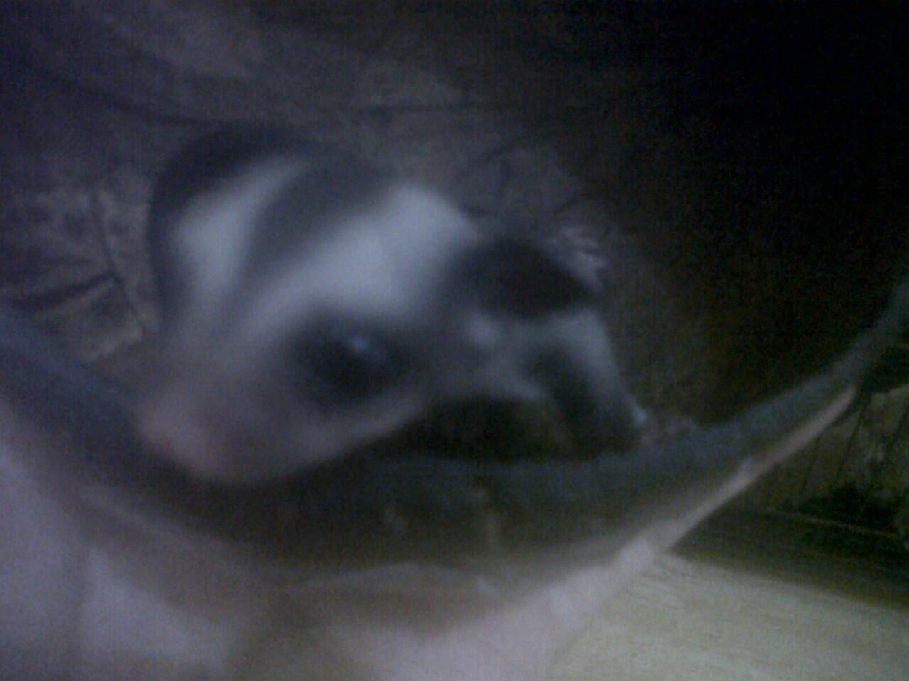 (JOEY) Sugar Glider 1,5 Bulan Sepasang,Murmer