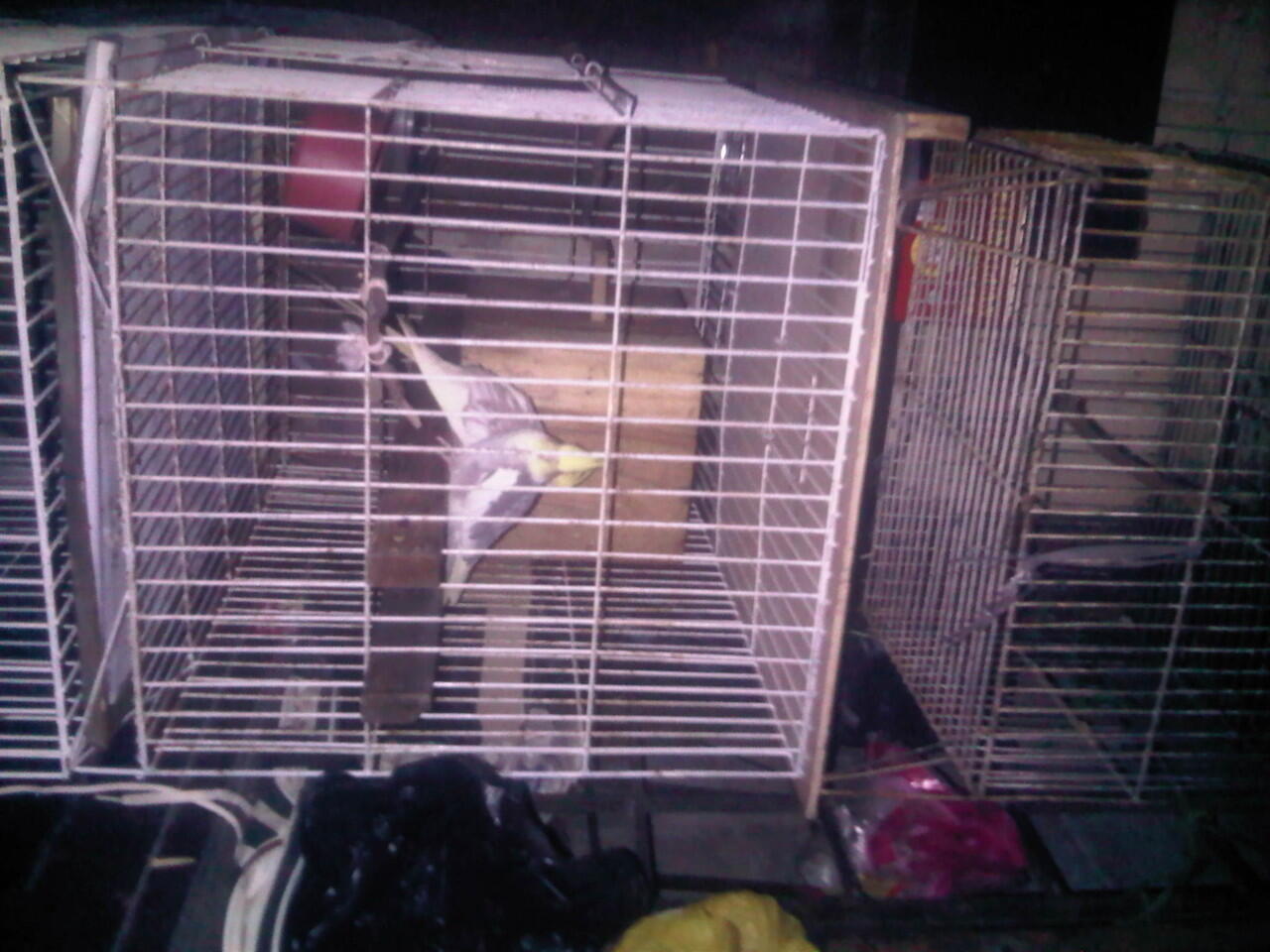 cockatiel/palk pasangan sudah pernah bertelor. dan dijamin nelor. +kandang, glodog :D