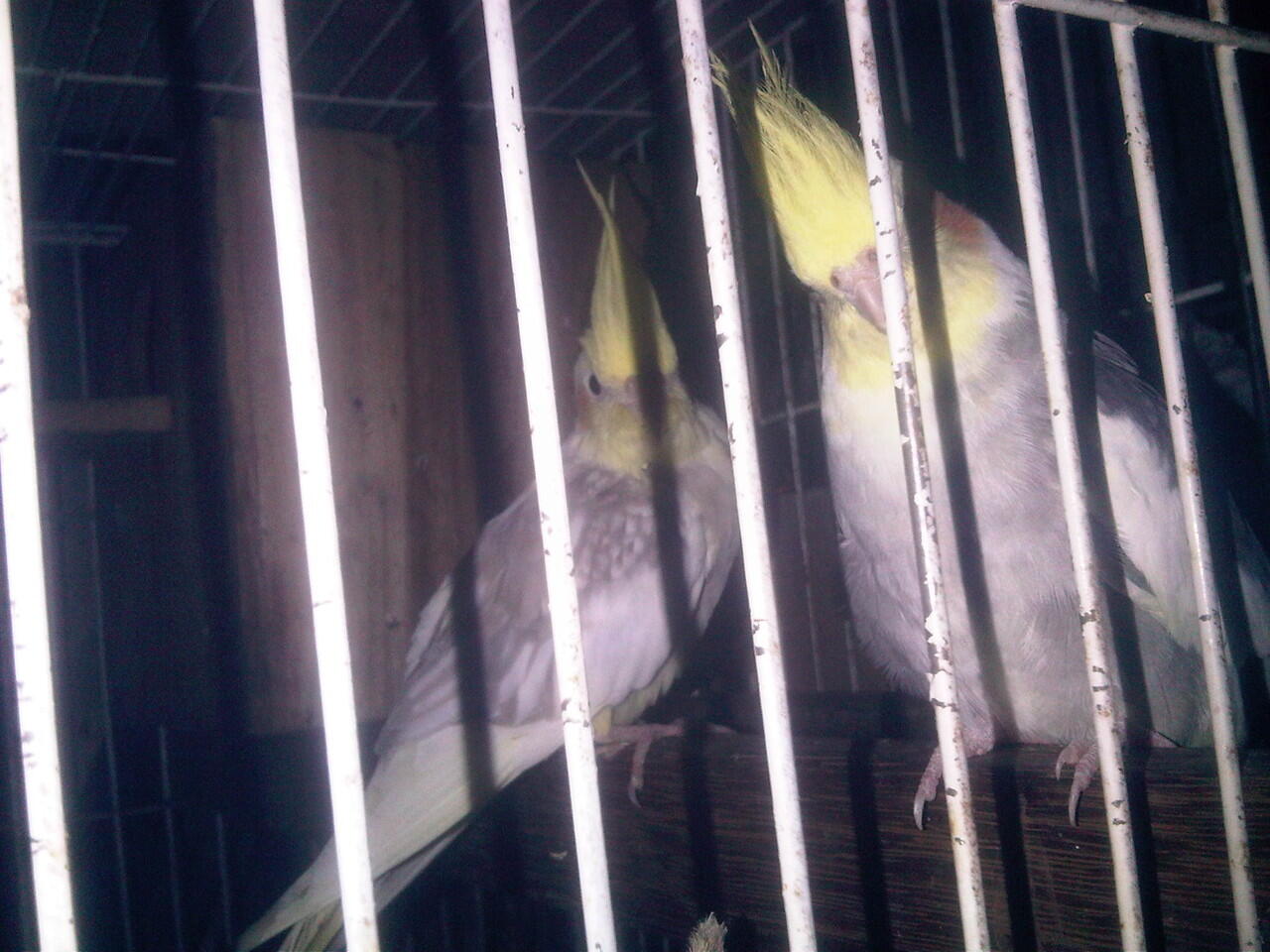 cockatiel/palk pasangan sudah pernah bertelor. dan dijamin nelor. +kandang, glodog :D