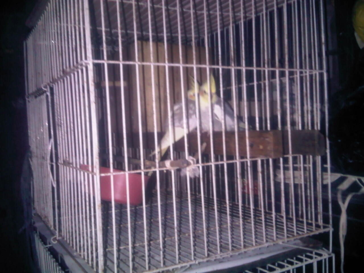 cockatiel/palk pasangan sudah pernah bertelor. dan dijamin nelor. +kandang, glodog :D
