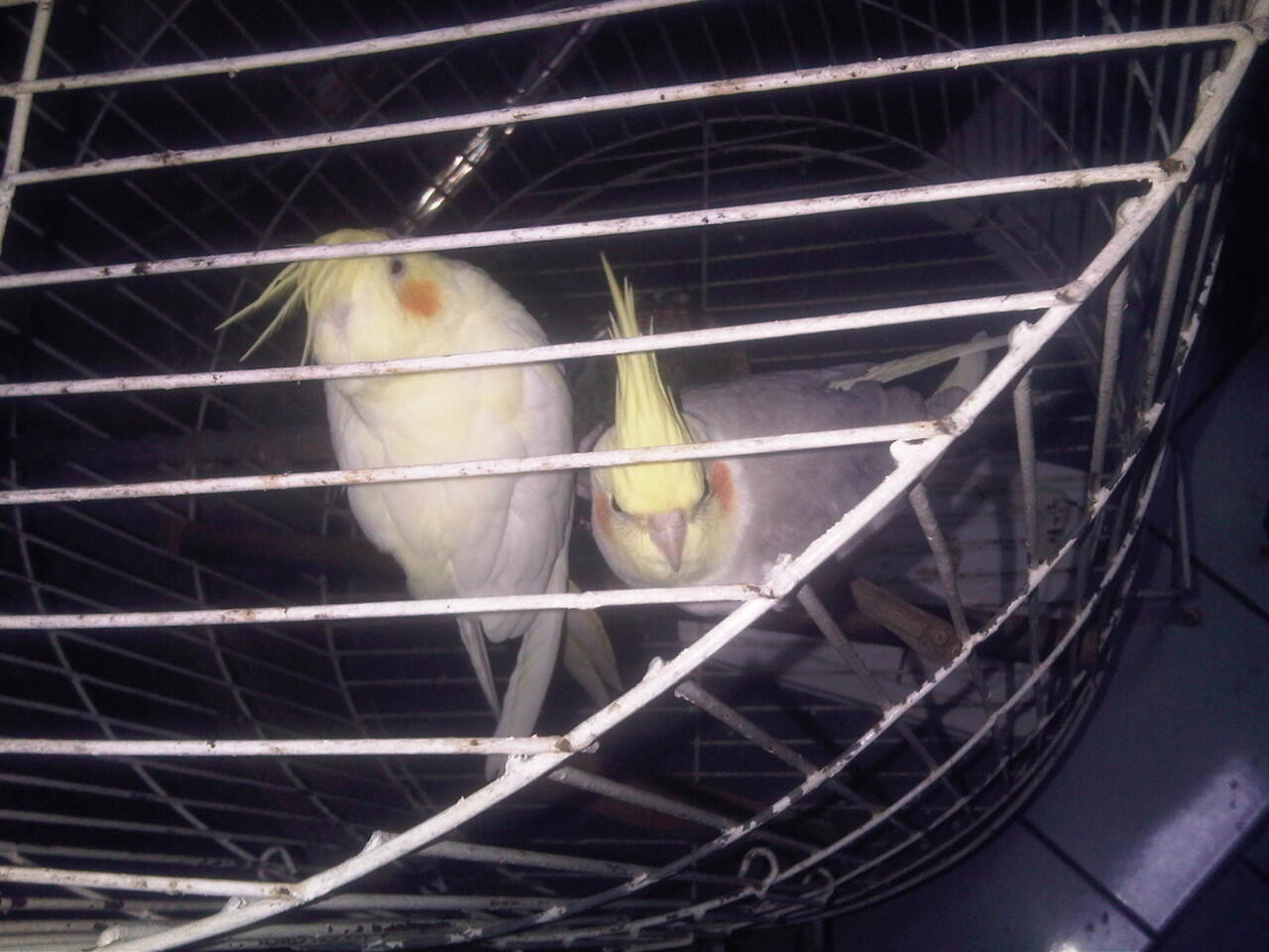 cockatiel/palk pasangan sudah pernah bertelor. dan dijamin nelor. +kandang, glodog :D