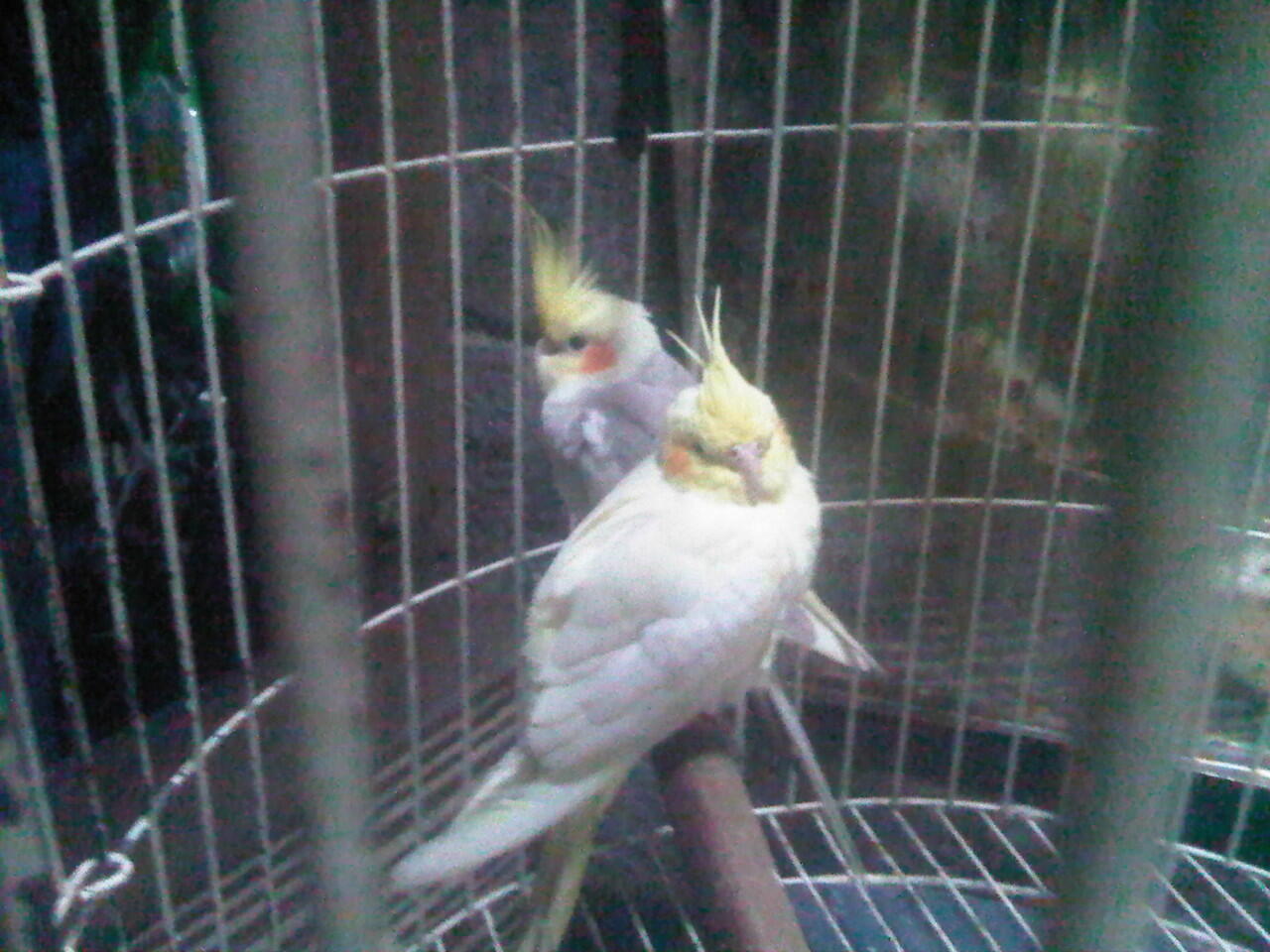cockatiel/palk pasangan sudah pernah bertelor. dan dijamin nelor. +kandang, glodog :D