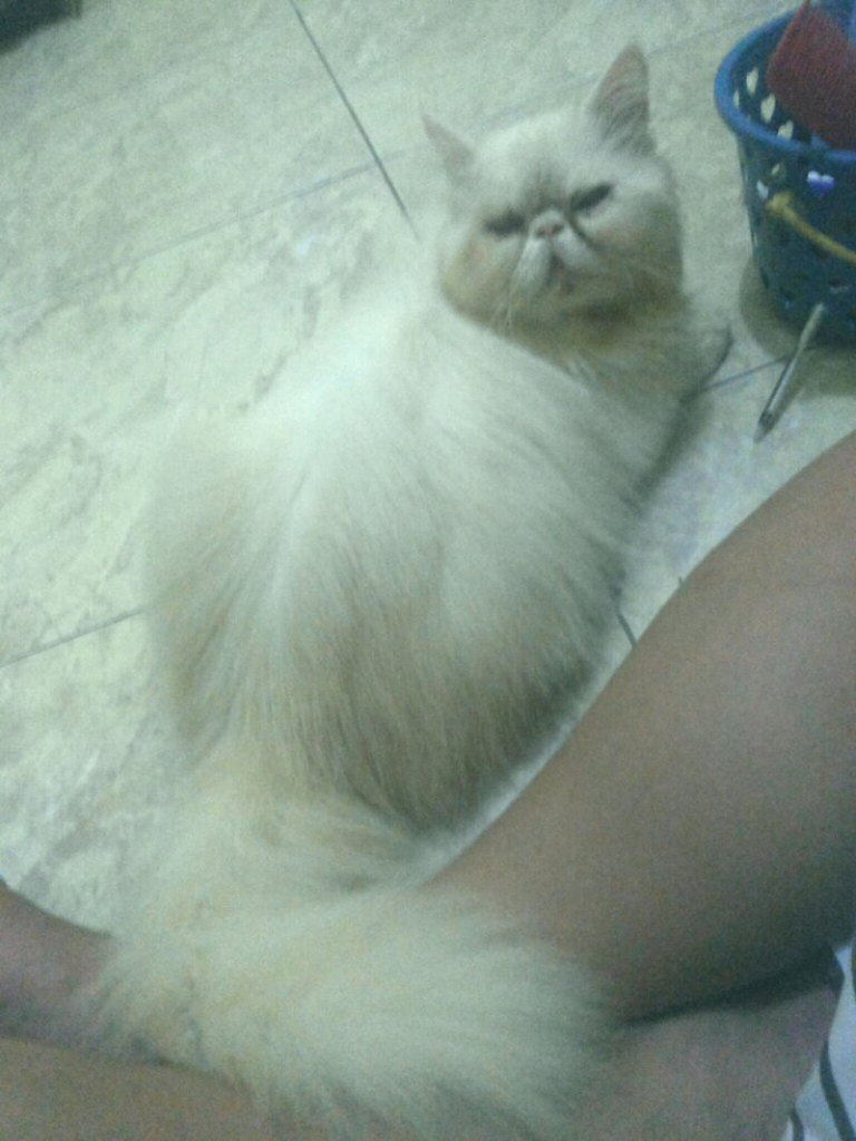 kucing jantan peaknose putih