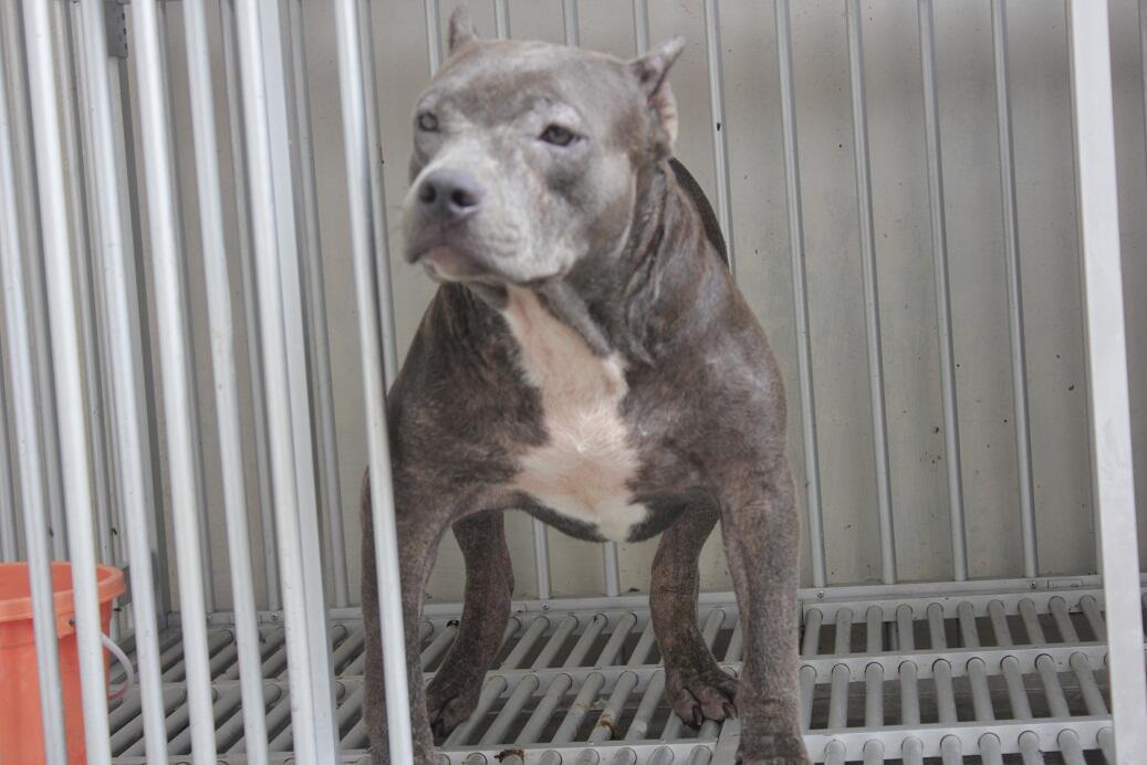WTS Indukan American Bully (pocket Size)