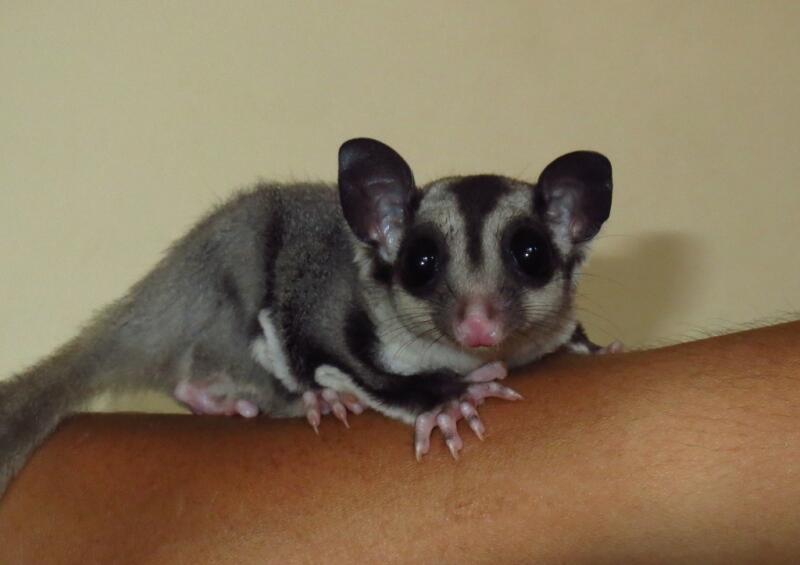JUAL : SUGAR GLIDER JANTAN 3 BULAN