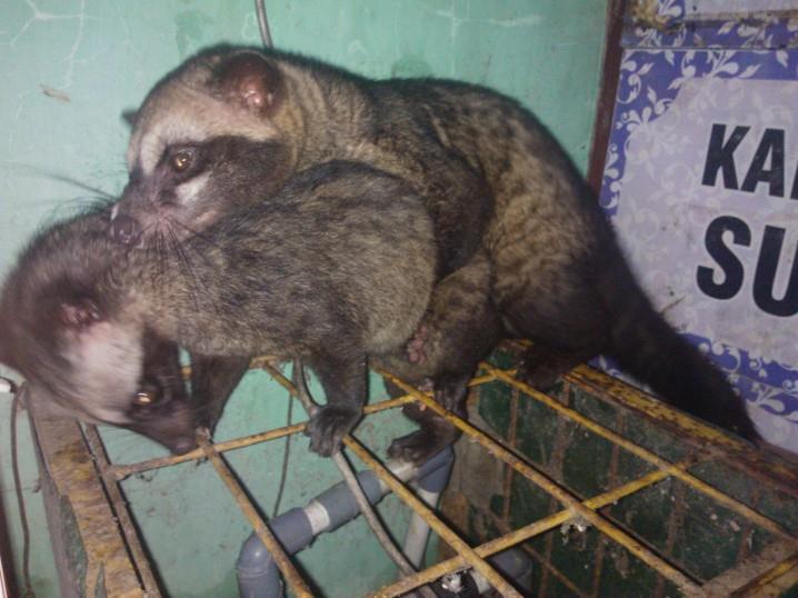 Lepas Adopsi MUSPAN Sepasang