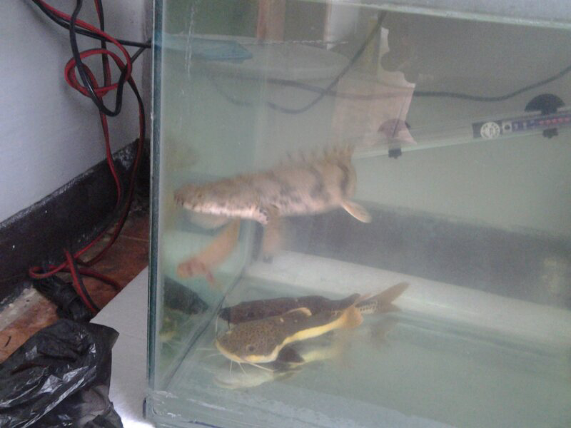 jual ikan predator dan discus