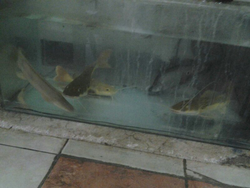 jual ikan predator dan discus