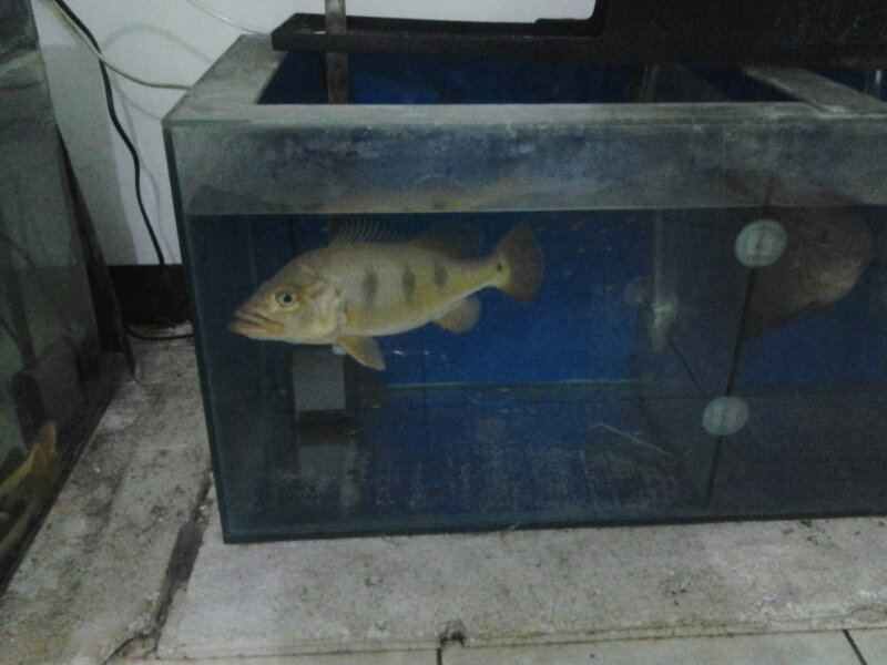 jual ikan predator dan discus