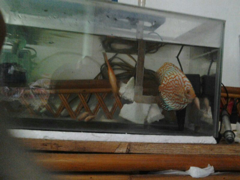 jual ikan predator dan discus