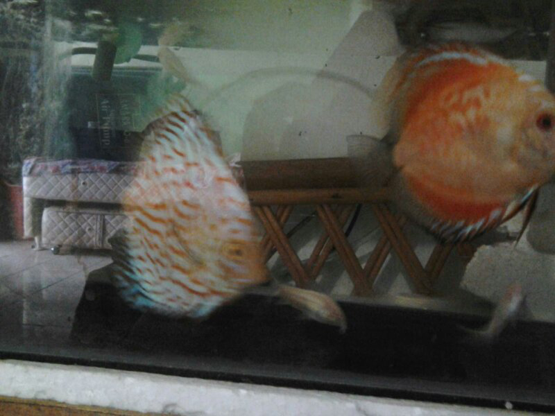 jual ikan predator dan discus
