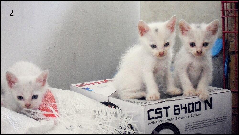 500 ribu untuk 5 kucing