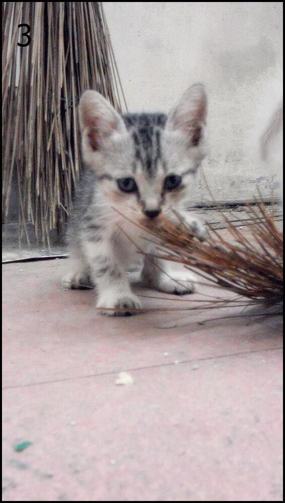 500 ribu untuk 5 kucing