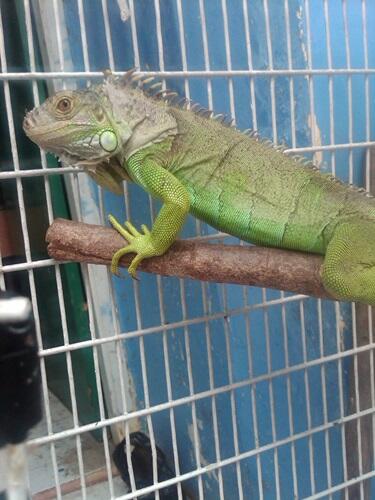 Iguana hijau 7cm minus Bandung