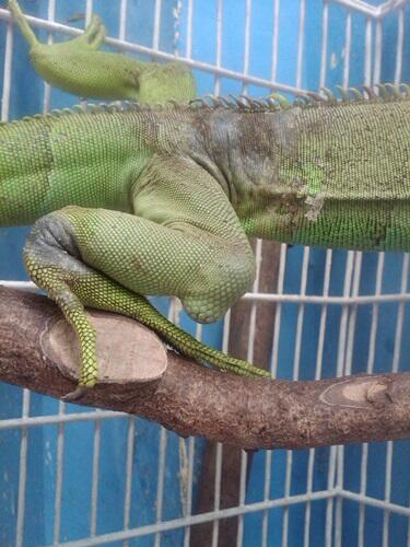 Iguana hijau 7cm minus Bandung