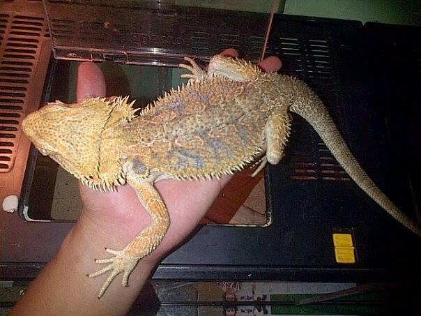 WTS Bearded Dragon Male +-45cm