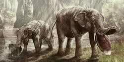 Wajah Sesepuh Gajah yang dianggap mengerikan