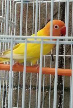 Lovebird Biru Mangsi/violet,lutino Mm,olive