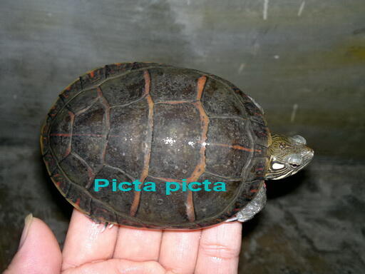 Kura air YB dan Picta Picta