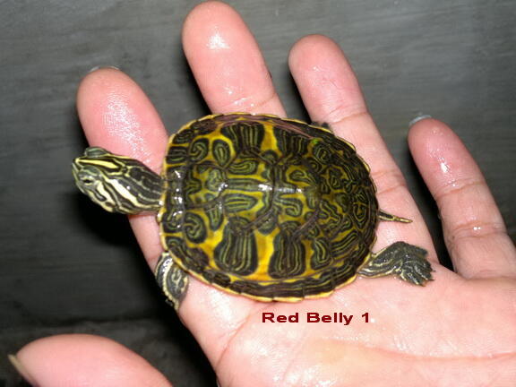KURA AIR RED BELLY NELSONI