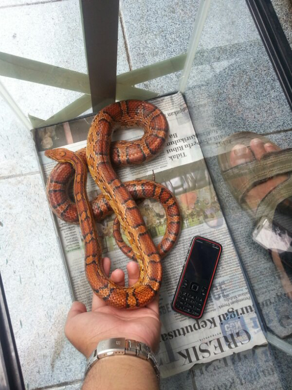 CORN SNAKE FEMALE INDUKAN