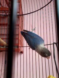 love bird biru