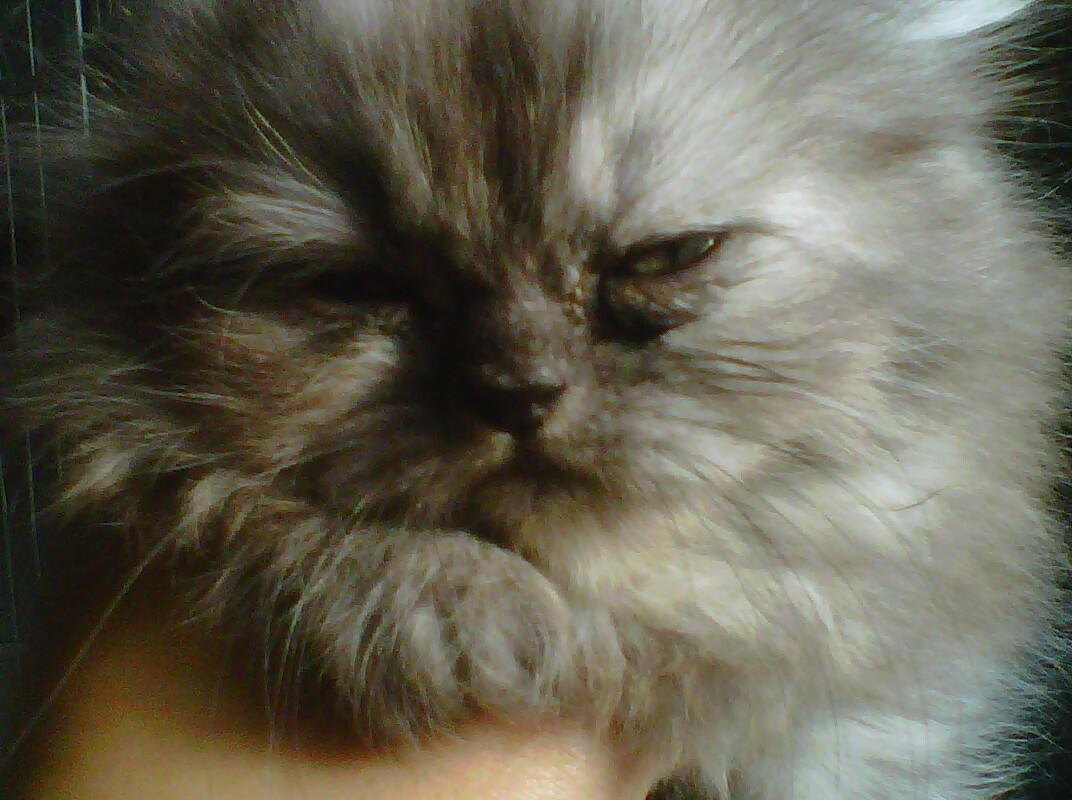 ready adopt kitten persia 2 bulan