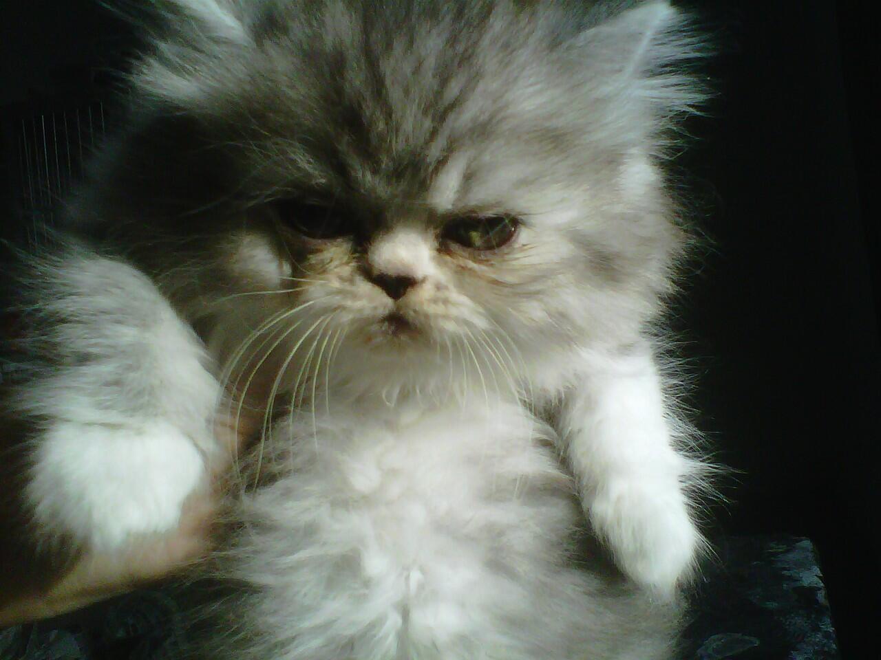 ready adopt kitten persia 2 bulan