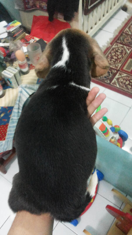 Dijual Puppies Beagle Kualitas Super
