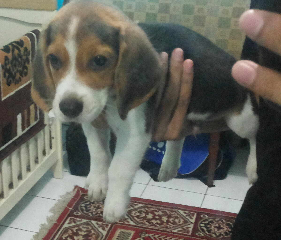 Dijual Puppies Beagle Kualitas Super