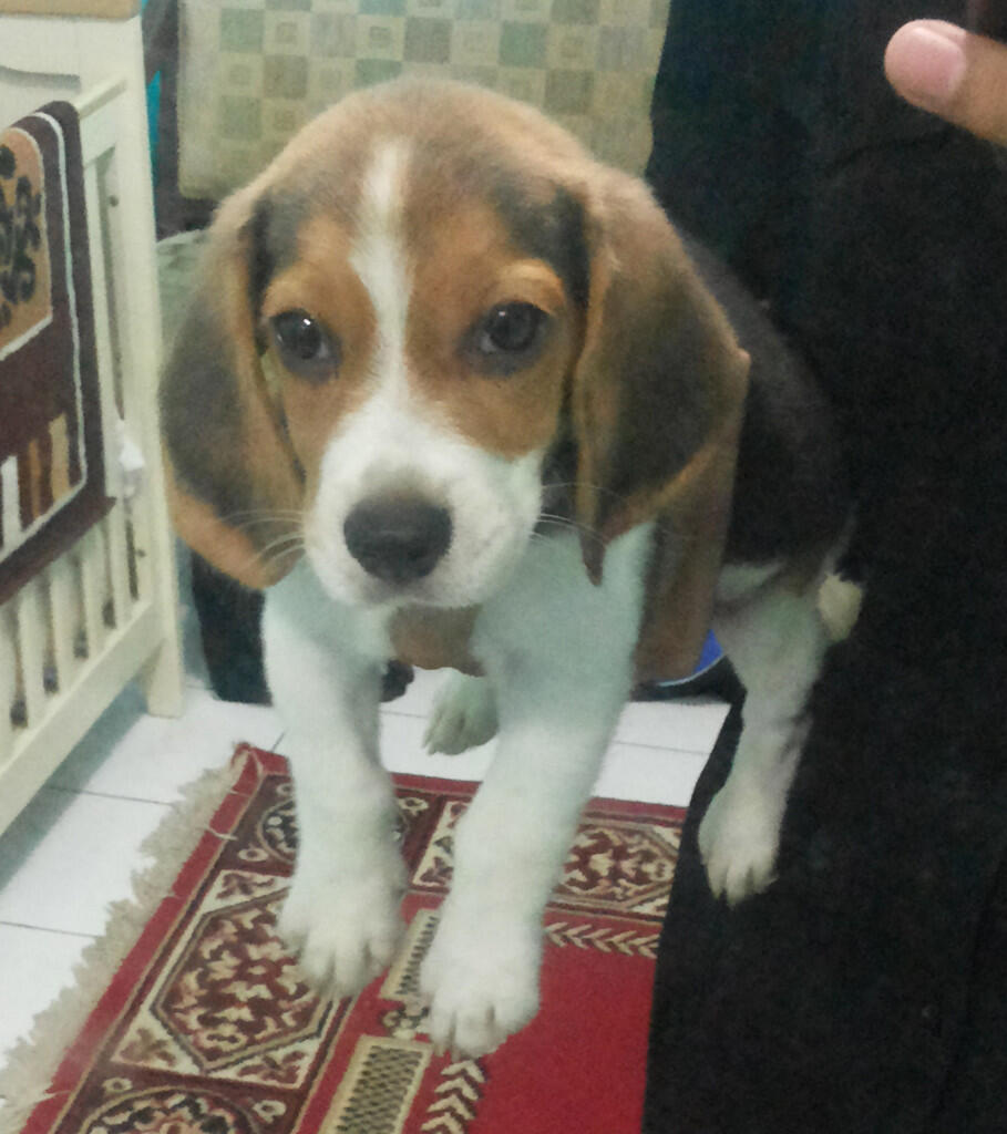 Dijual Puppies Beagle Kualitas Super