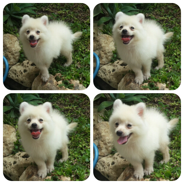 Dijual Anakan Anjing Minipom Putih Super Cute