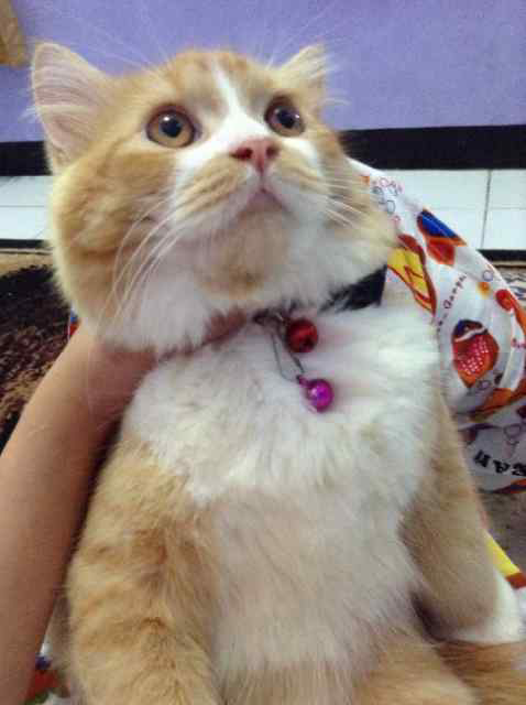 WTS Kucing Persia Bandung Murmer