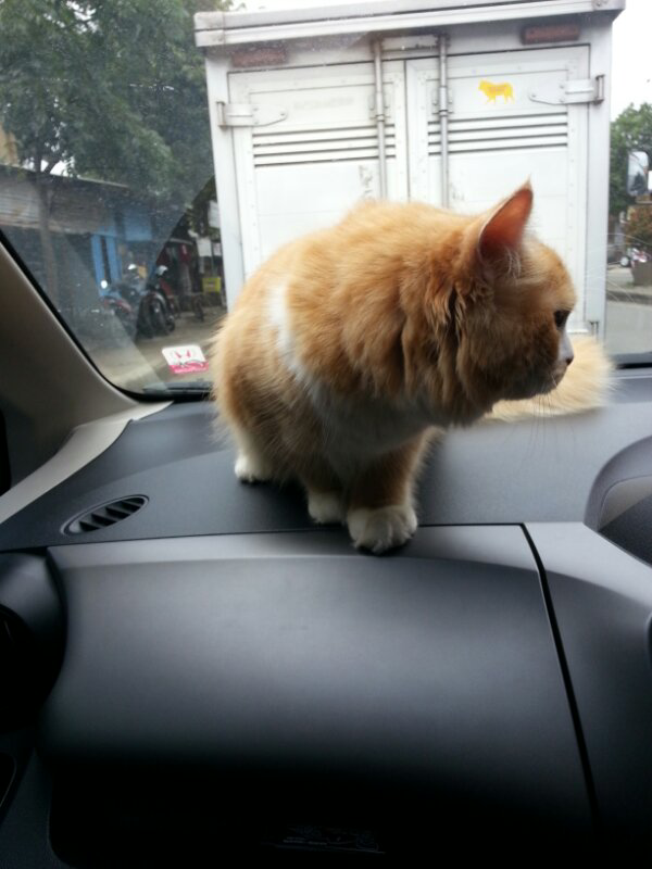 WTS Kucing Persia Bandung Murmer