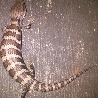 panana aka blue tongue skink sp irja no gigasn!! murahh