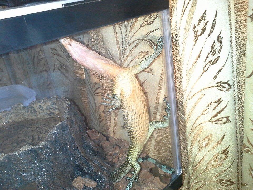 JUAL VARANUS JOBIENSIS MERAUKE LEHER PINK