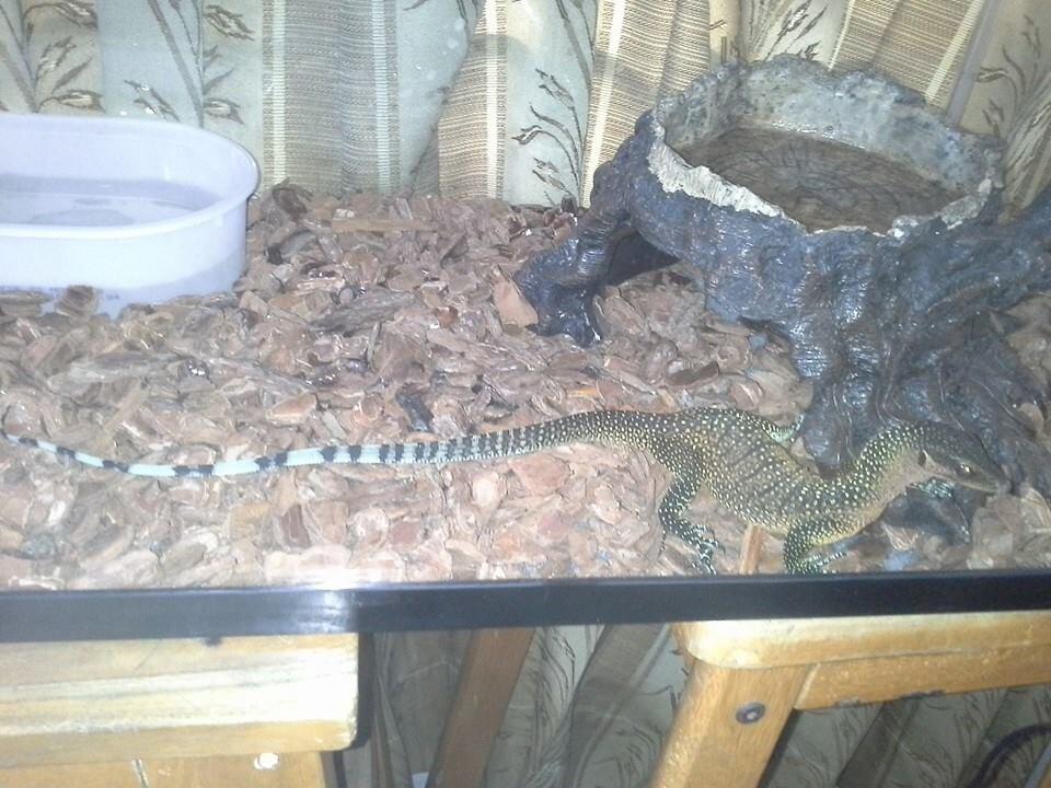 JUAL VARANUS JOBIENSIS MERAUKE LEHER PINK
