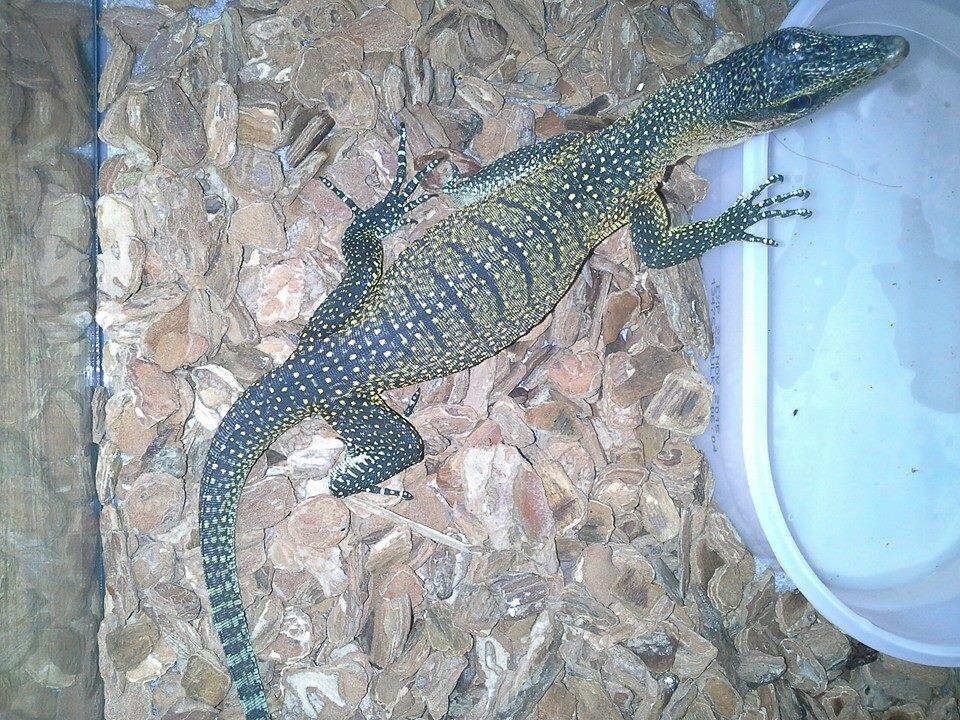 JUAL VARANUS JOBIENSIS MERAUKE LEHER PINK