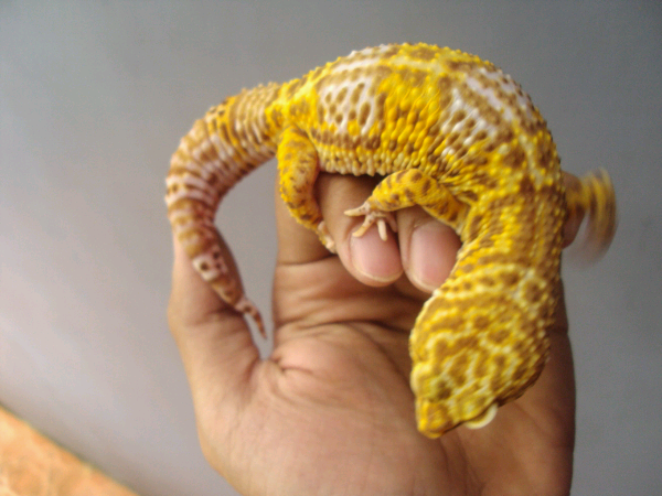 Leopard Gecko