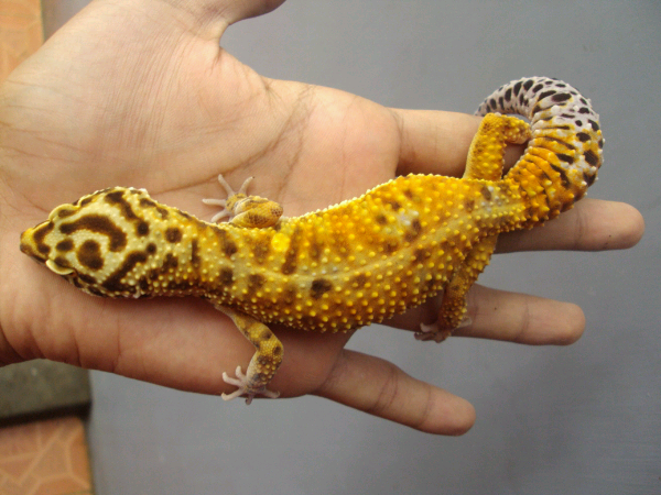Leopard Gecko