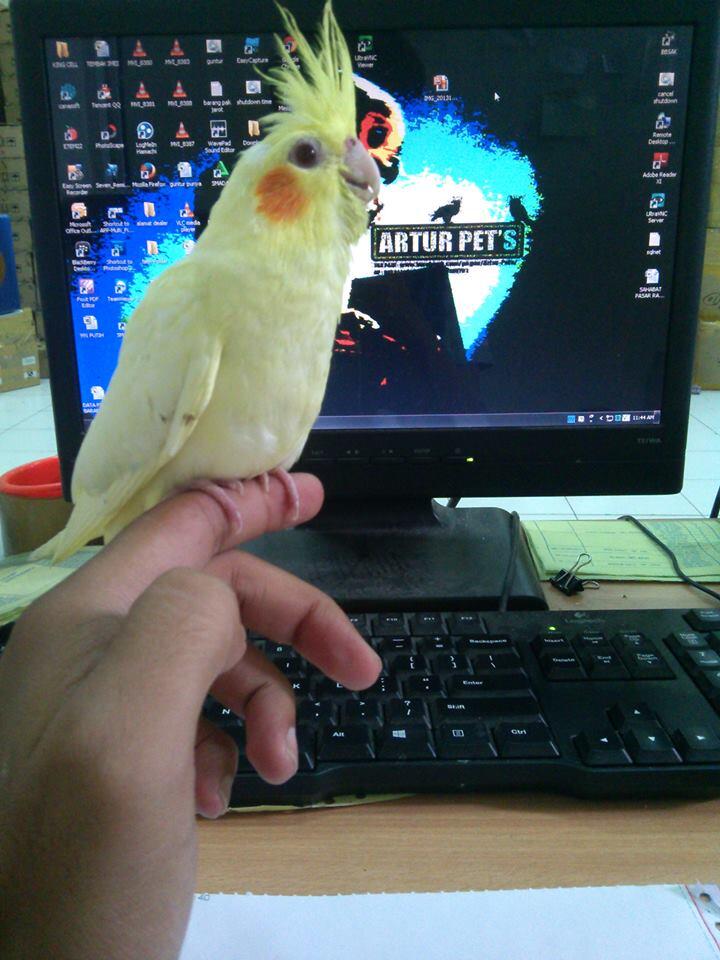 FALK/PARKIT AUSTRALI/COCKATIEL ( LUTINO MM )