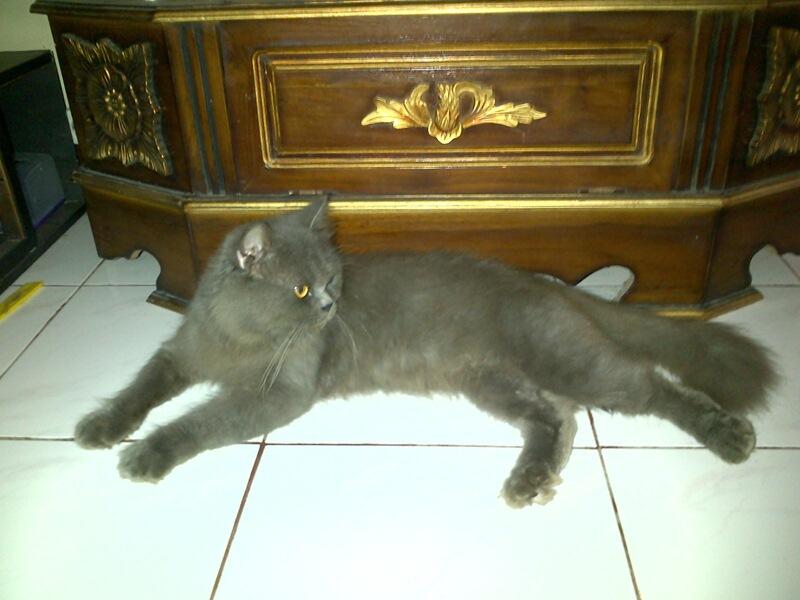 kucing persia pejantan