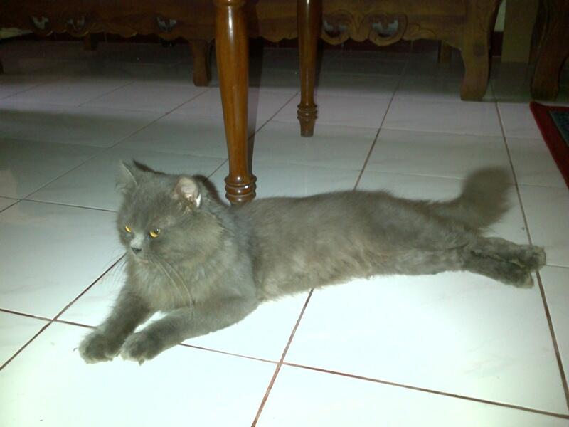 kucing persia pejantan