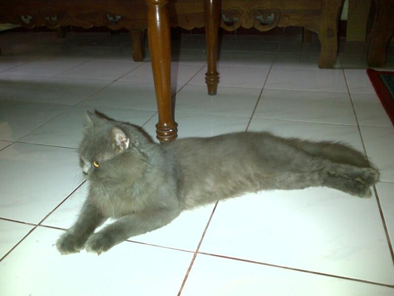 kucing persia pejantan