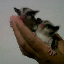 Joey Sugar Glider Jatinangor Again