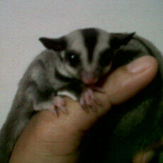 Joey Sugar Glider Jatinangor Again