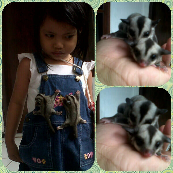 Sugar Glider Bandung Jatinangor