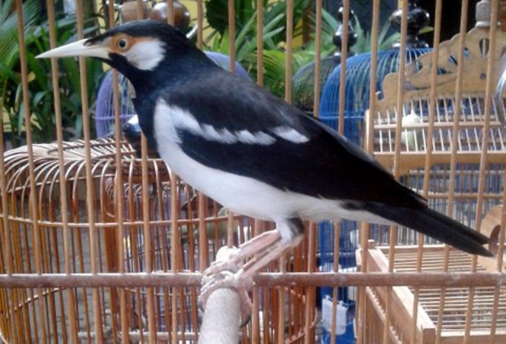 BETINA JALAK SUREN PROSPEK