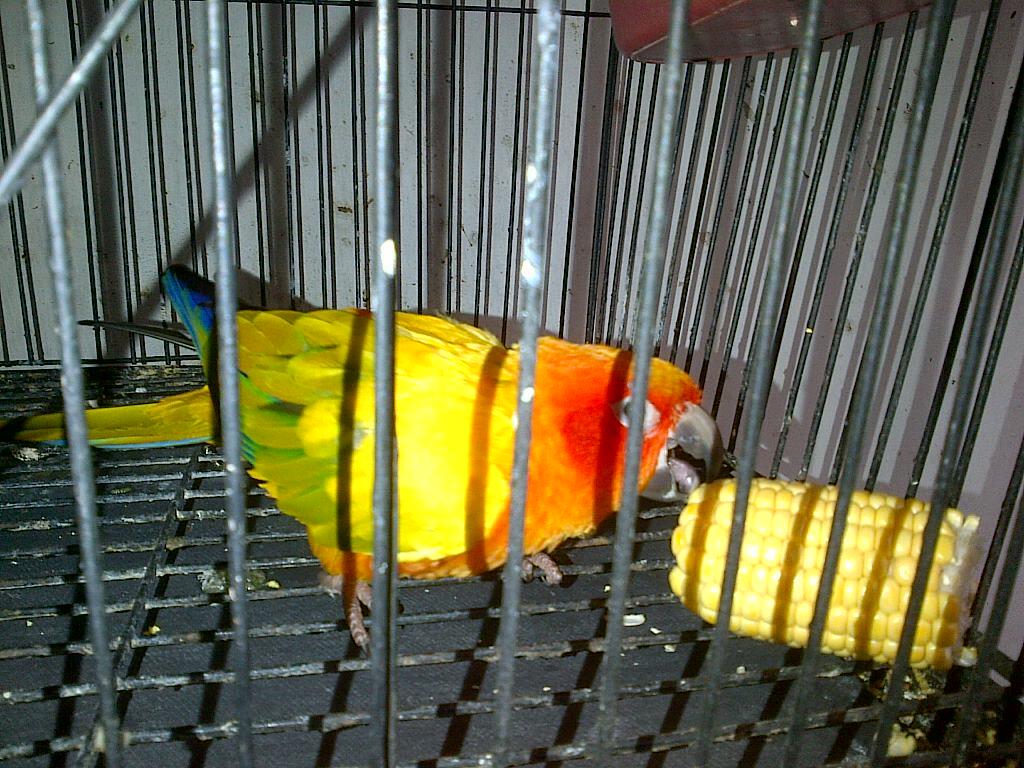 JUAL BURUNG PARUH BENGKOK SUN CONURE