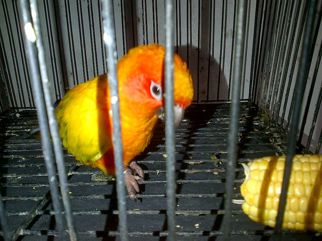 JUAL BURUNG PARUH BENGKOK SUN CONURE